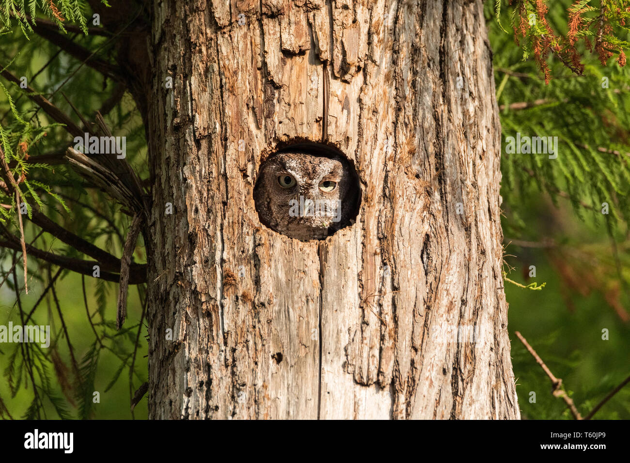 Encaramado en un árbol de pino, un mochuelo Oriental owl Megascops asio compañeros fuera del nido el agujero en Marco Island, Florida Foto de stock