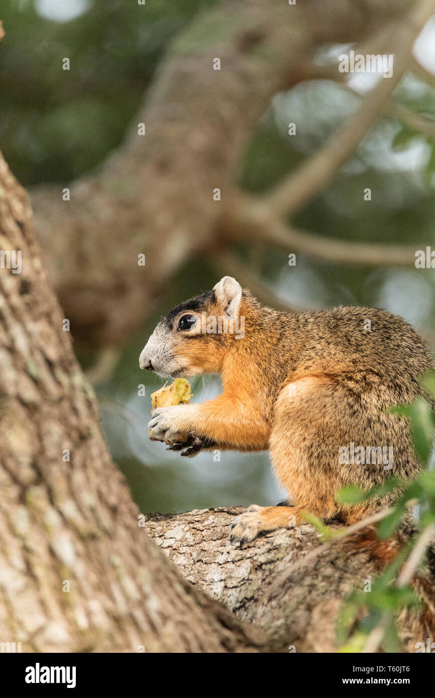 Sur de fox ardilla Sciurus niger se posa en un árbol a comer fruta de un árbol en Naples, Florida Foto de stock