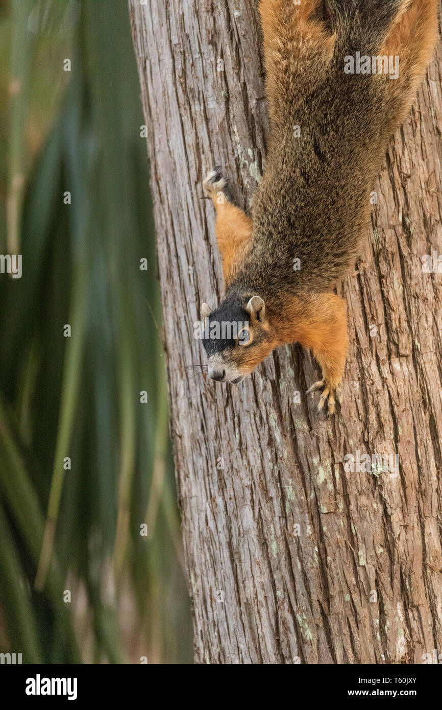 Boca abajo el Sur fox ardilla Sciurus niger se posa en un árbol en Naples, Florida. Foto de stock