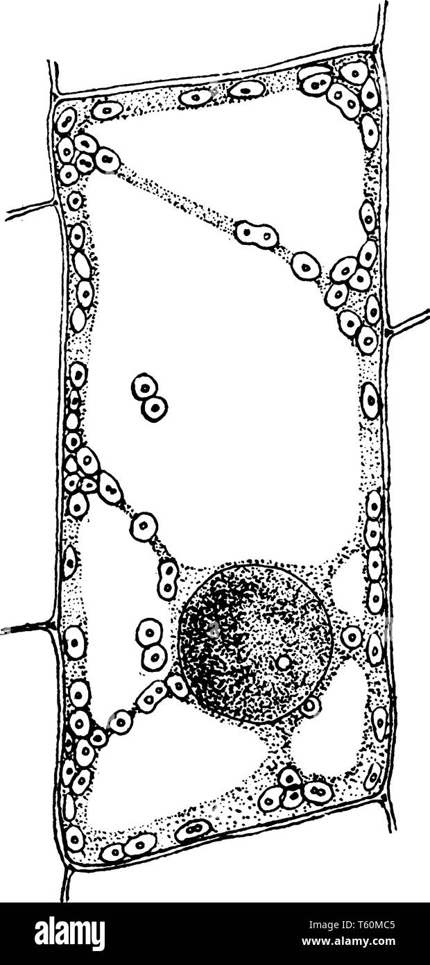 Una imagen de una célula vegetal que muestra numerosos cloroplastos se encuentran dispersos en el citoplasma, línea vintage de dibujo o ilustración de grabado. Ilustración del Vector