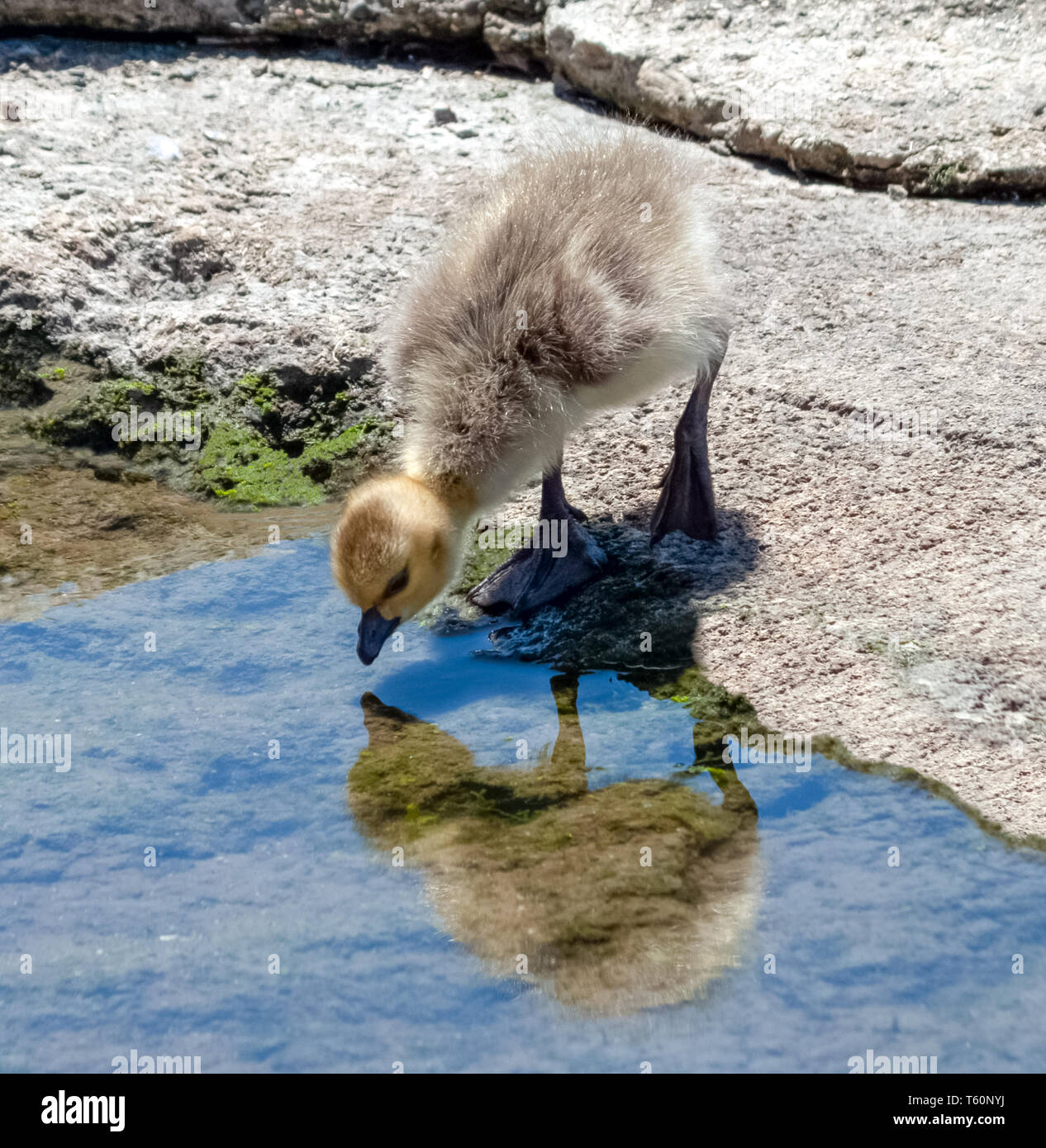 Canadá goose gosling mirando en el reflejo en el agua en un día soleado de primavera Foto de stock