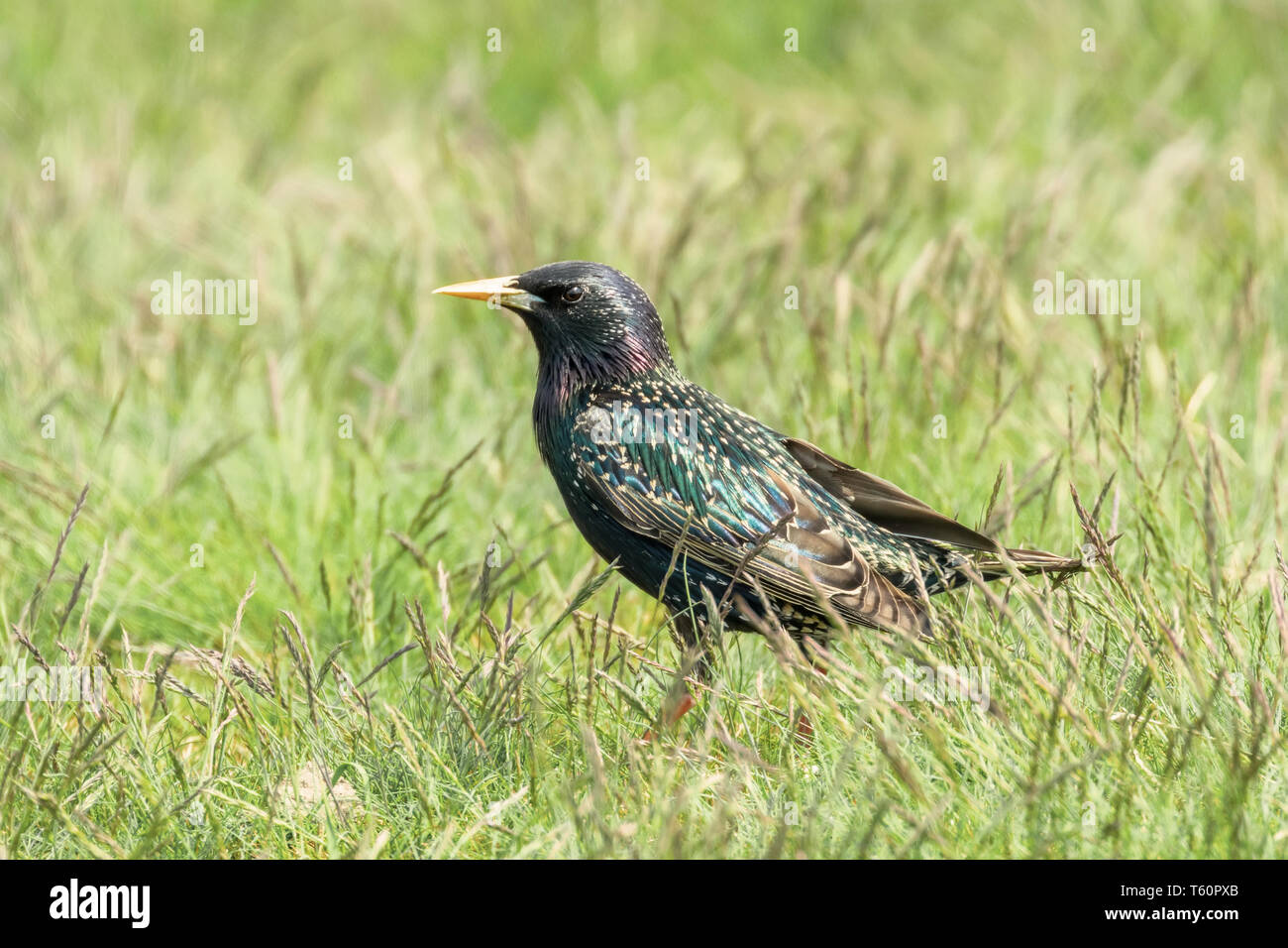 En hierba verde Estornino Pinto (Sturnus vulgaris) European Starling Foto de stock