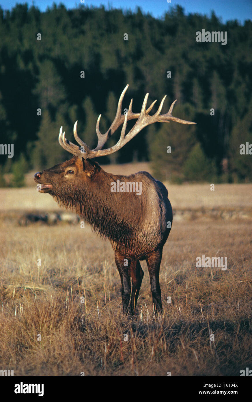 Canadá. La vida silvestre. Elk. Cervus canadensis. Foto de stock