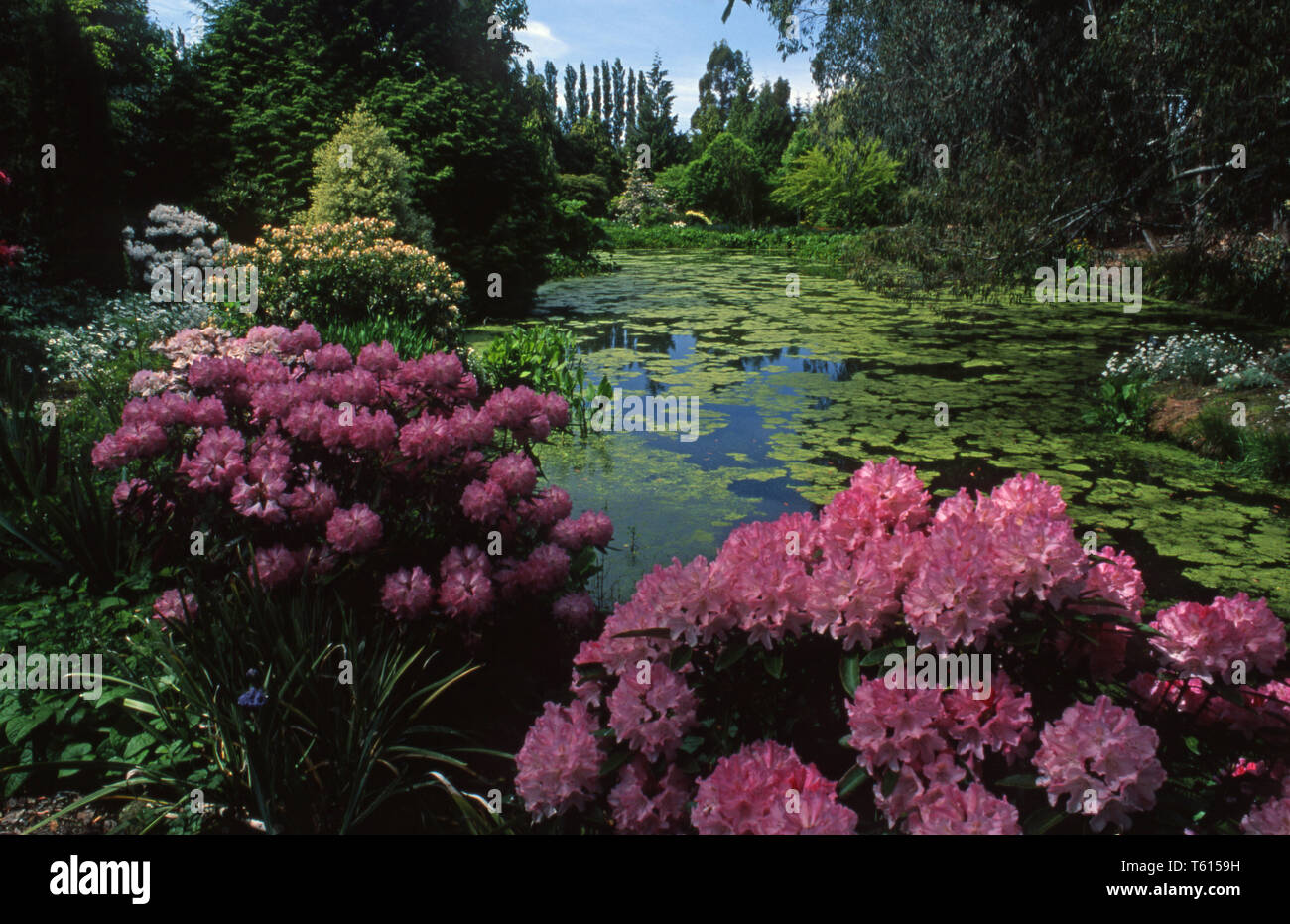 Primavera/Verano estanque con azolla, Bog plantas, árboles, arbustos, rododendros y Pittosporum. Foto de stock