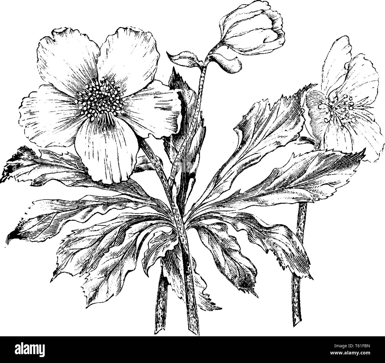 Helleborus Níger comúnmente llamado Christmas rose, es una flor de invierno perenne siempreverde que florece en torno a la Navidad. Estas flores son de tipo B Ilustración del Vector