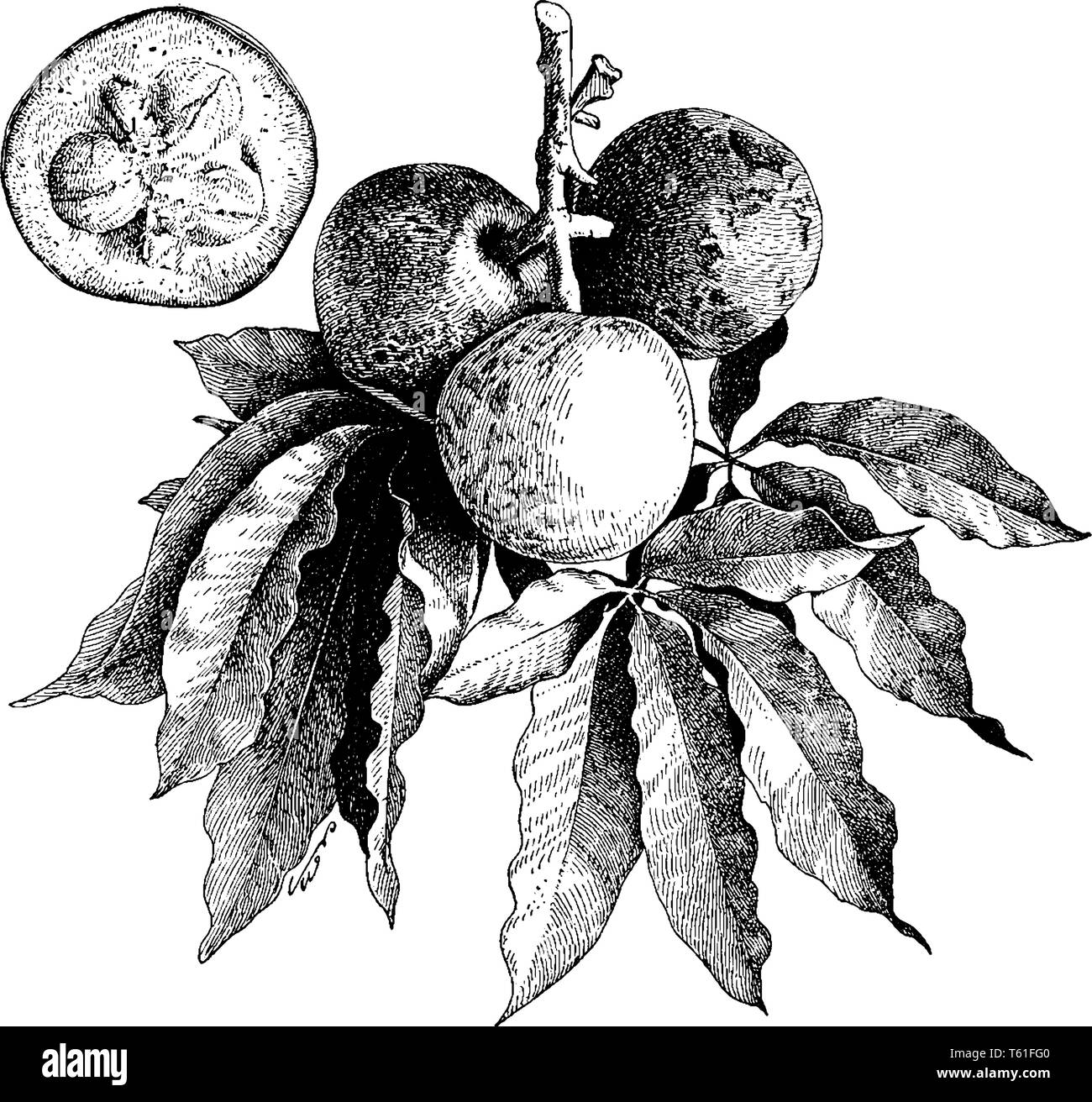 Vectores De Zapote Fotos e Imágenes de stock Alamy