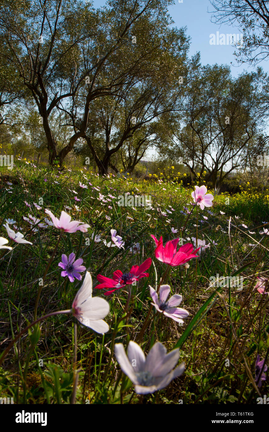 Como estas anémonas silvestres florecen en primavera dramáticamente en  Grecia. Que broten en Verges, campos, colinas y olivares Fotografía de  stock - Alamy