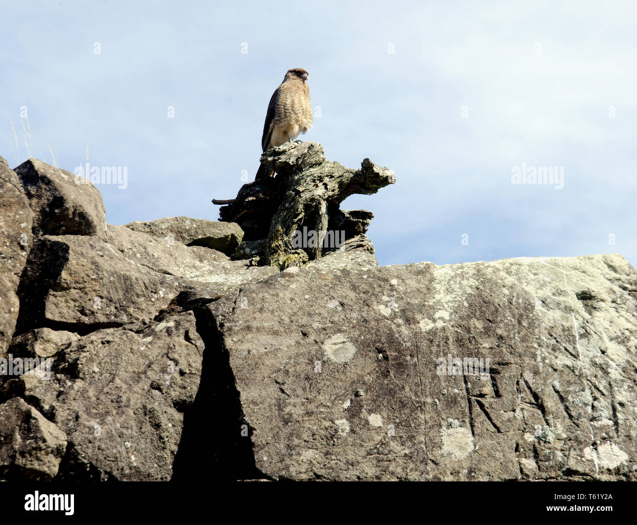 Un chimango caracars plantea en un muro de piedra en las ruinas del Castillo de Niebla, en la costa de Chile; actúa como cuervos hacer otros ajustes Foto de stock