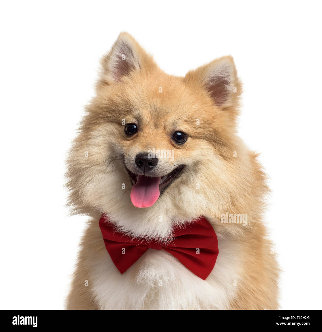 Perro Pomerania, 9 meses, delante de un fondo blanco Foto de stock