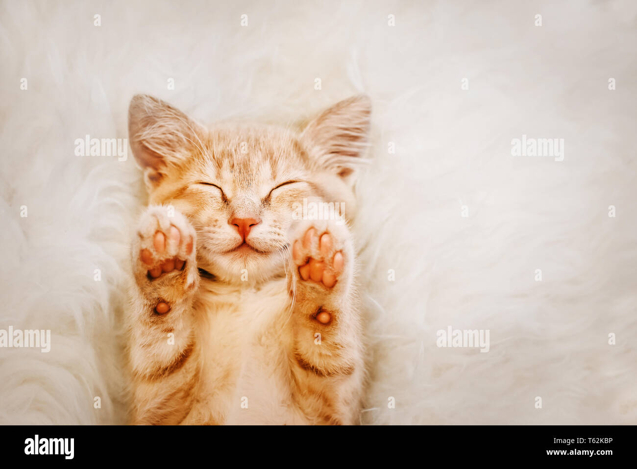 Lindo gatito rojo, está durmiendo en la espalda y sonriendo, patas arriba. Concepto de sueño y de buena mañana. Foto de stock