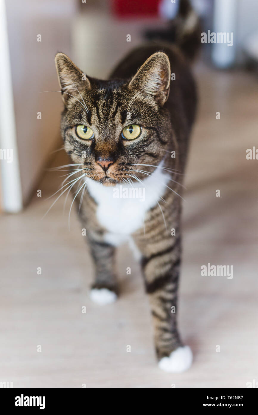 Gestreifte Katze Kater stehend zuhause Haustier / striped cat macho en casa pet Foto de stock