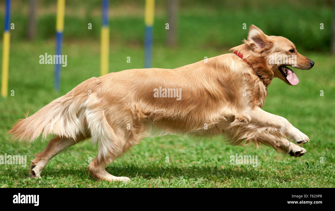 Perro de raza pura: el Golden Retriever Fotografía de stock - Alamy