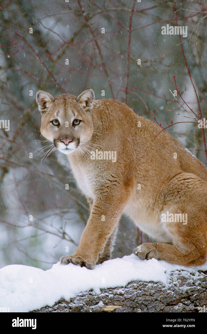Puma punta rosa top