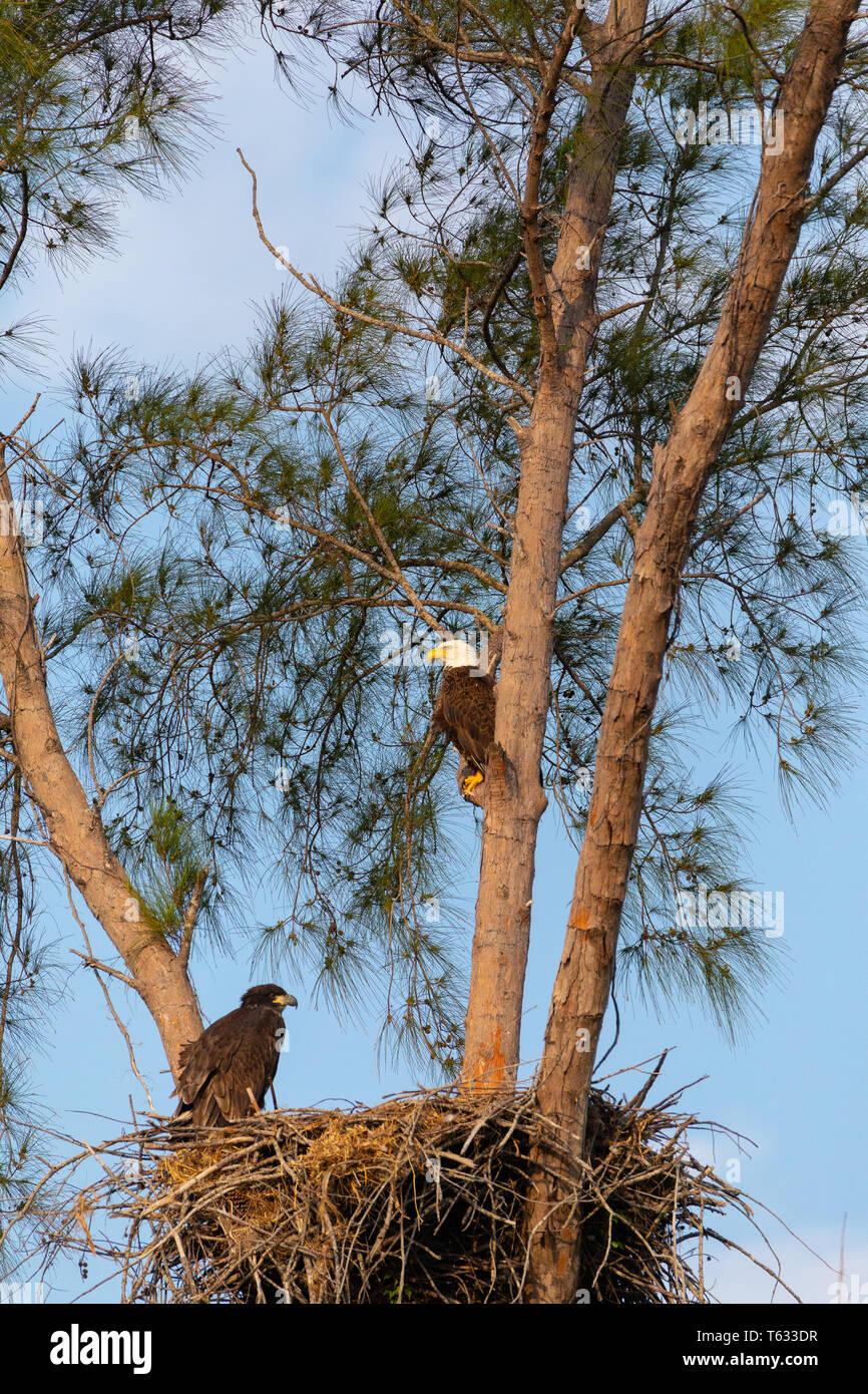 Familia de águila calva Haliaeetus leucocephalus padres con su nido de polluelos en Marco Island, Florida en el invierno. Foto de stock