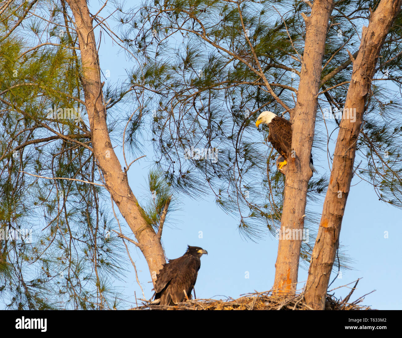 Familia de águila calva Haliaeetus leucocephalus padres con su nido de polluelos en Marco Island, Florida en el invierno. Foto de stock