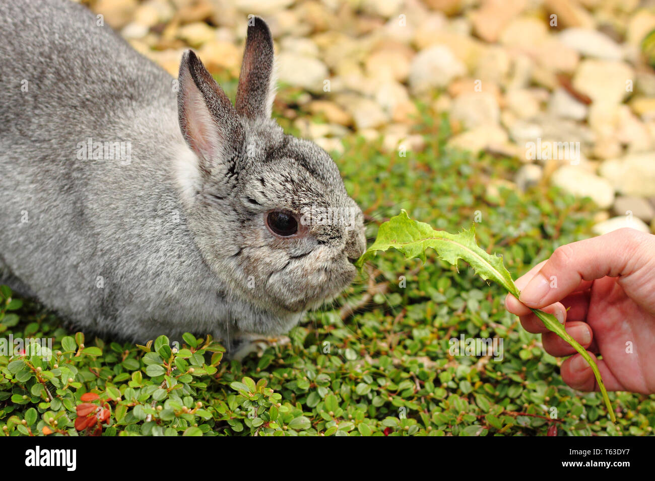 Mi mascota pequeño conejo engorde mano-a-boca Fotografía de stock - Alamy