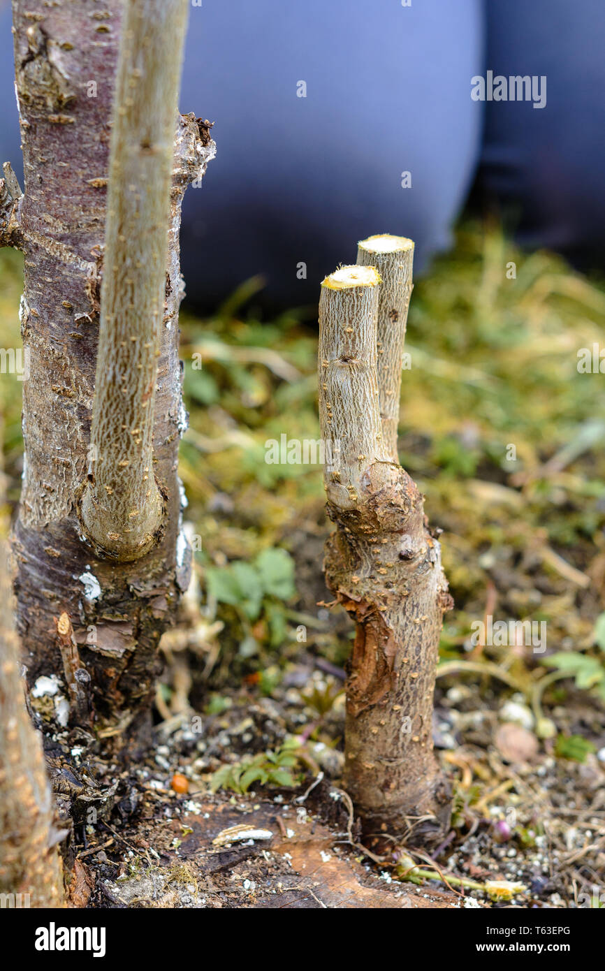 Jardinero cortar árbol joven para los injertos de árboles frutales jóvenes  frescos stump 2019 Fotografía de stock - Alamy