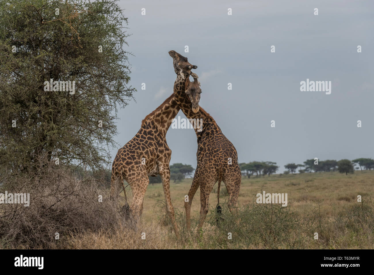 Jirafas sparring, Tanzania Foto de stock