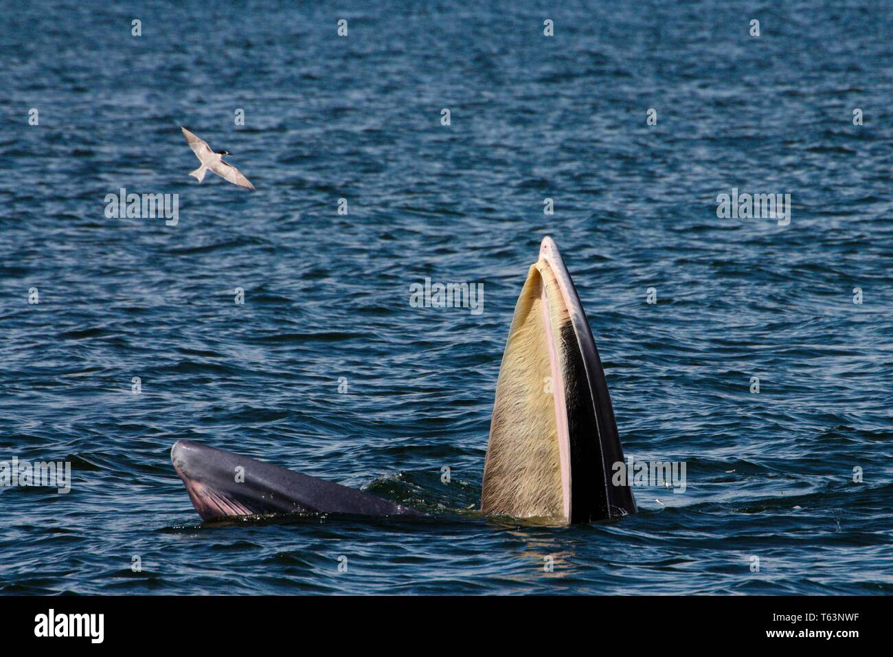 Ballena de bryde alimentándose en el mar. Los miembros de la familia de ballenas con barbas Foto de stock