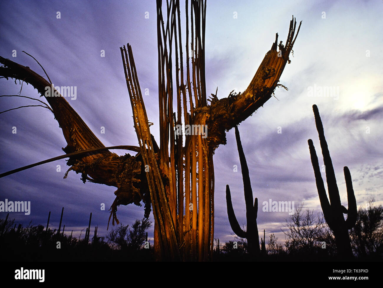 Muerte de cacto saguaro Foto de stock