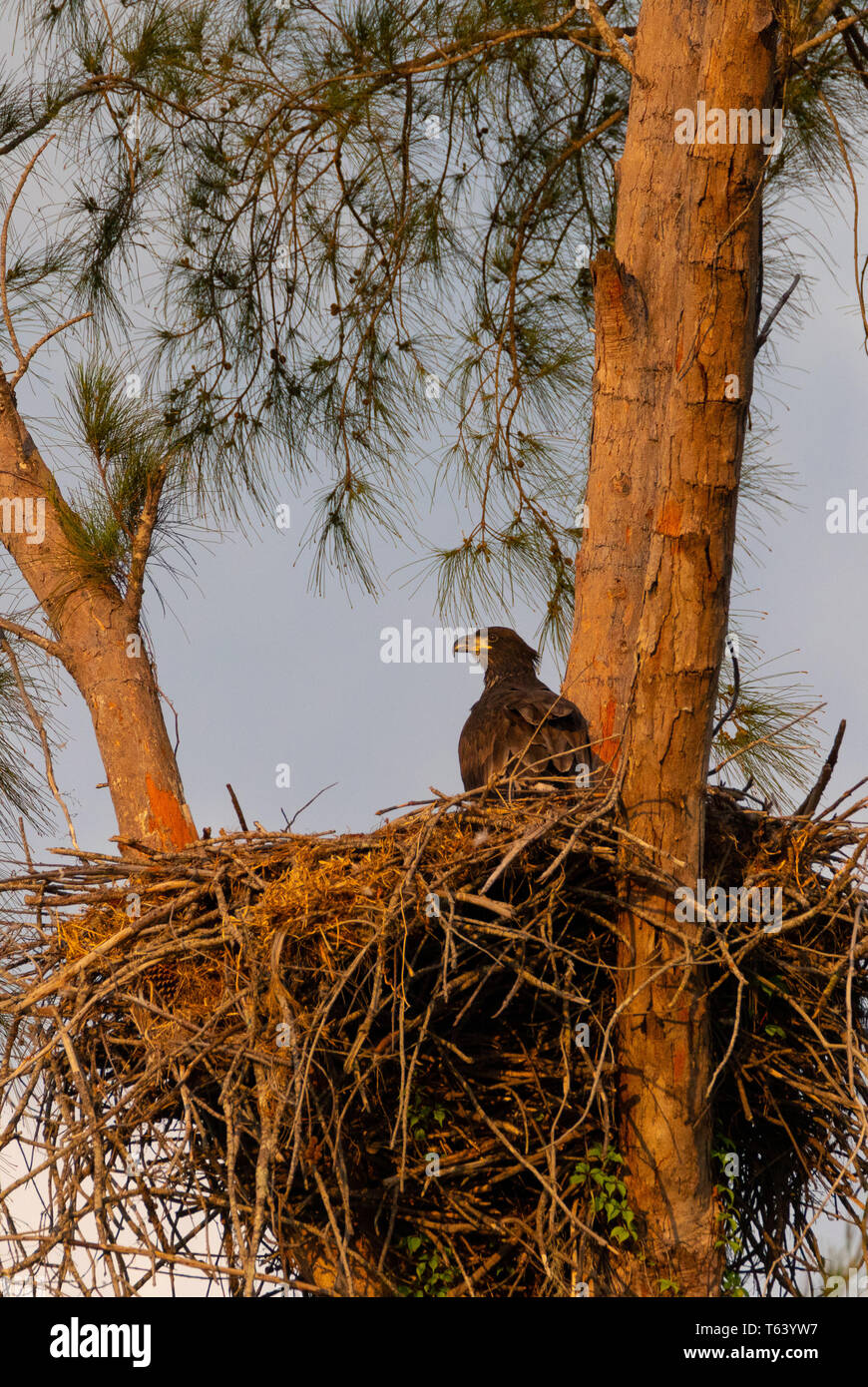 Bebé menores aguilucho cabeciblanca Haliaeetus leucocephalus en un nido en Marco Island, Florida en el invierno. Foto de stock