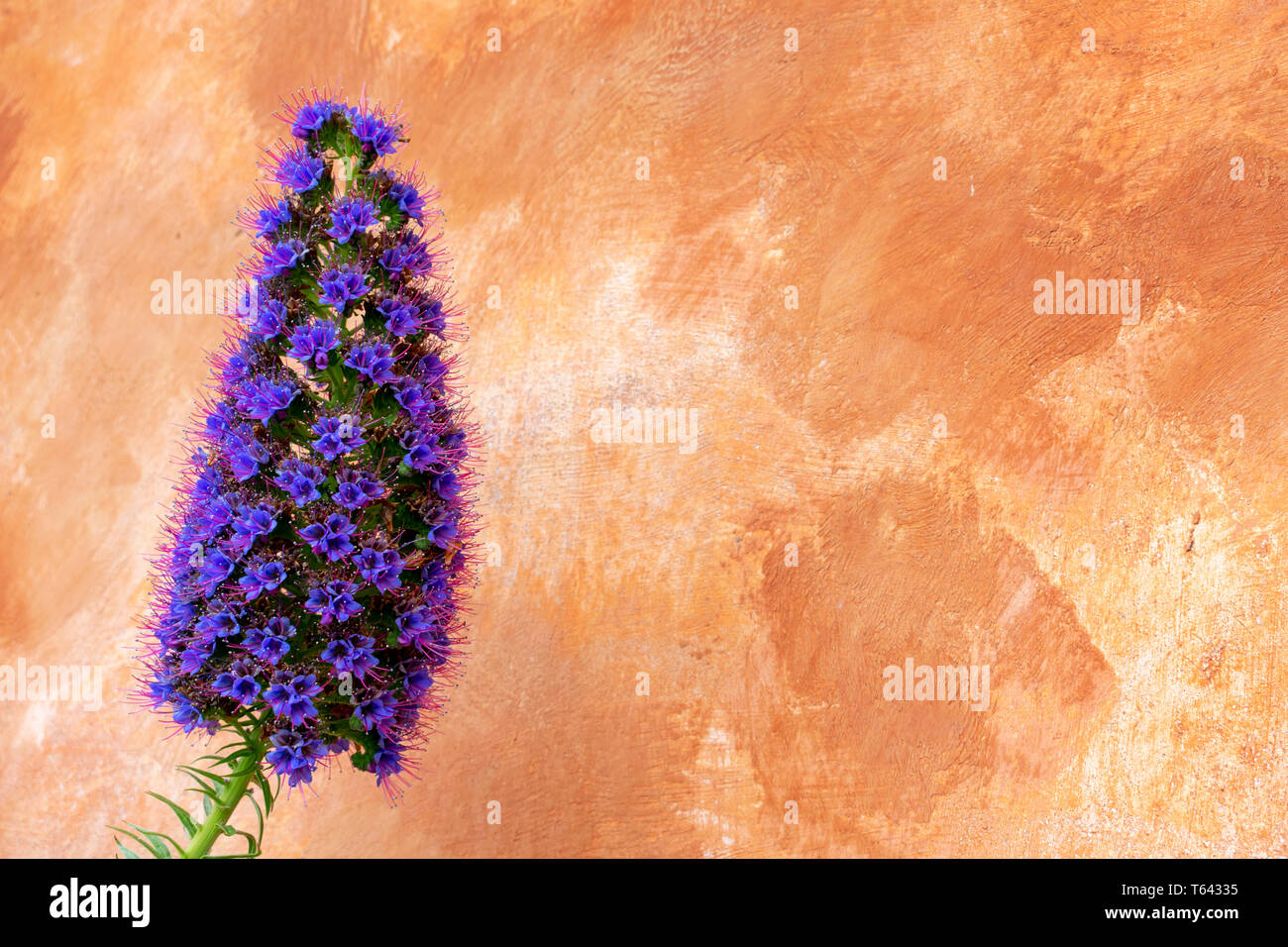 Violeta, orgullo de Madeira flor plantas tolerantes a la sequía en plena floración contra la pared pintada con trazos de pincel ancho en la cálida luz de color marrón. Foto de stock