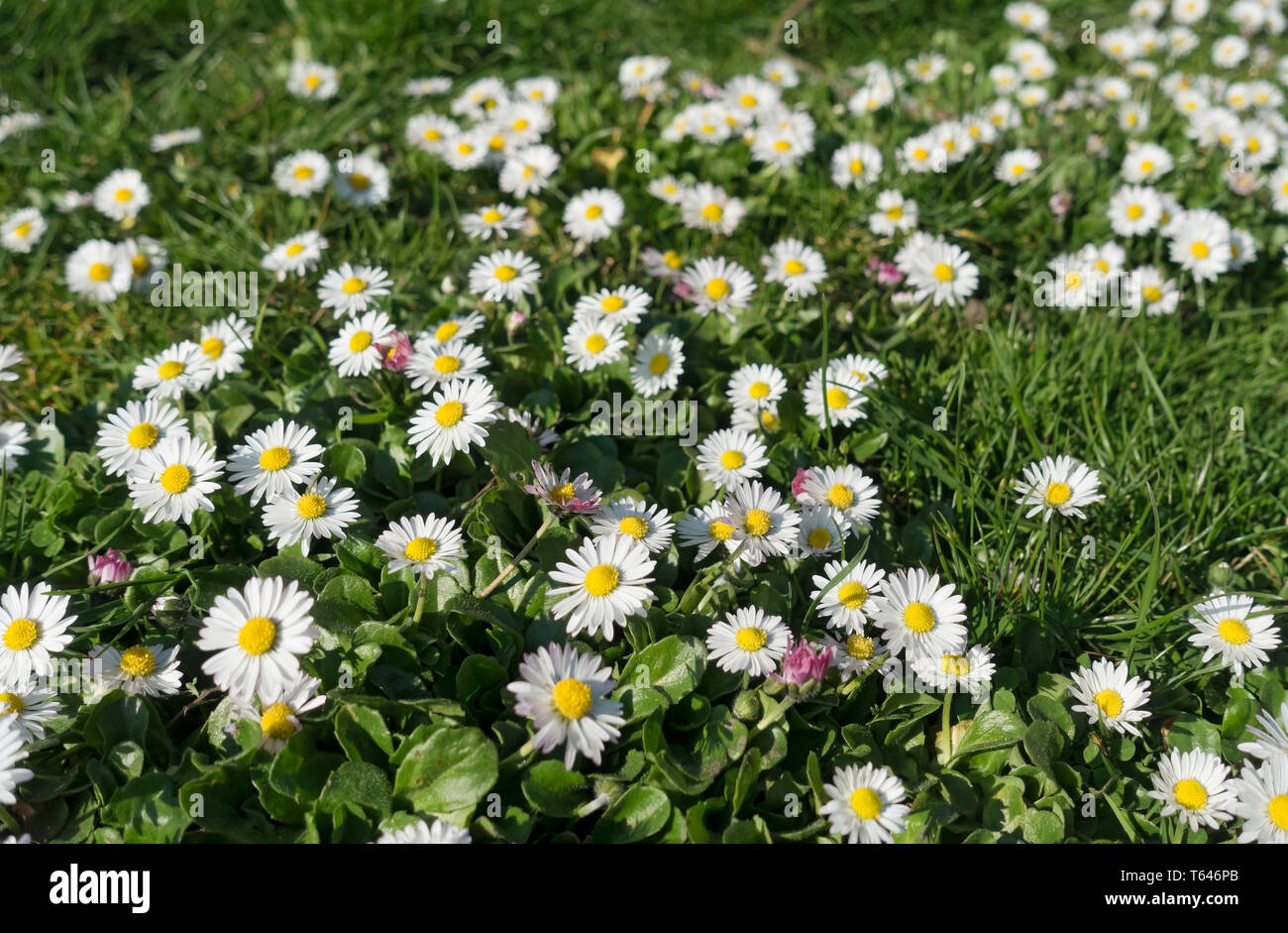 Primer plano de las margaritas comunes flores blancas flores florecimiento  en primavera Inglaterra Reino Unido GB Gran Bretaña Fotografía de stock -  Alamy