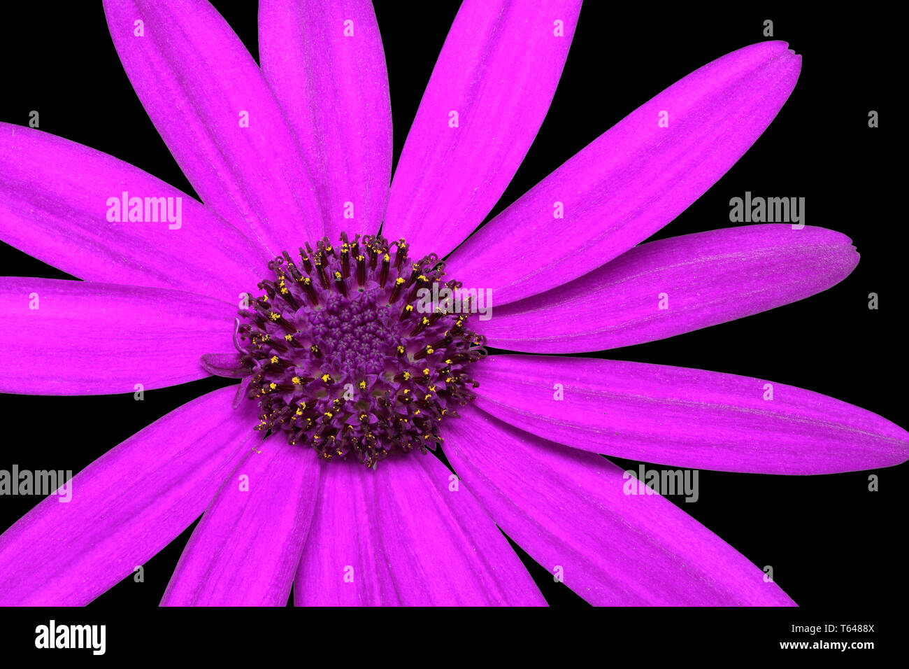 Flor Pericalis Senetti Foto de stock