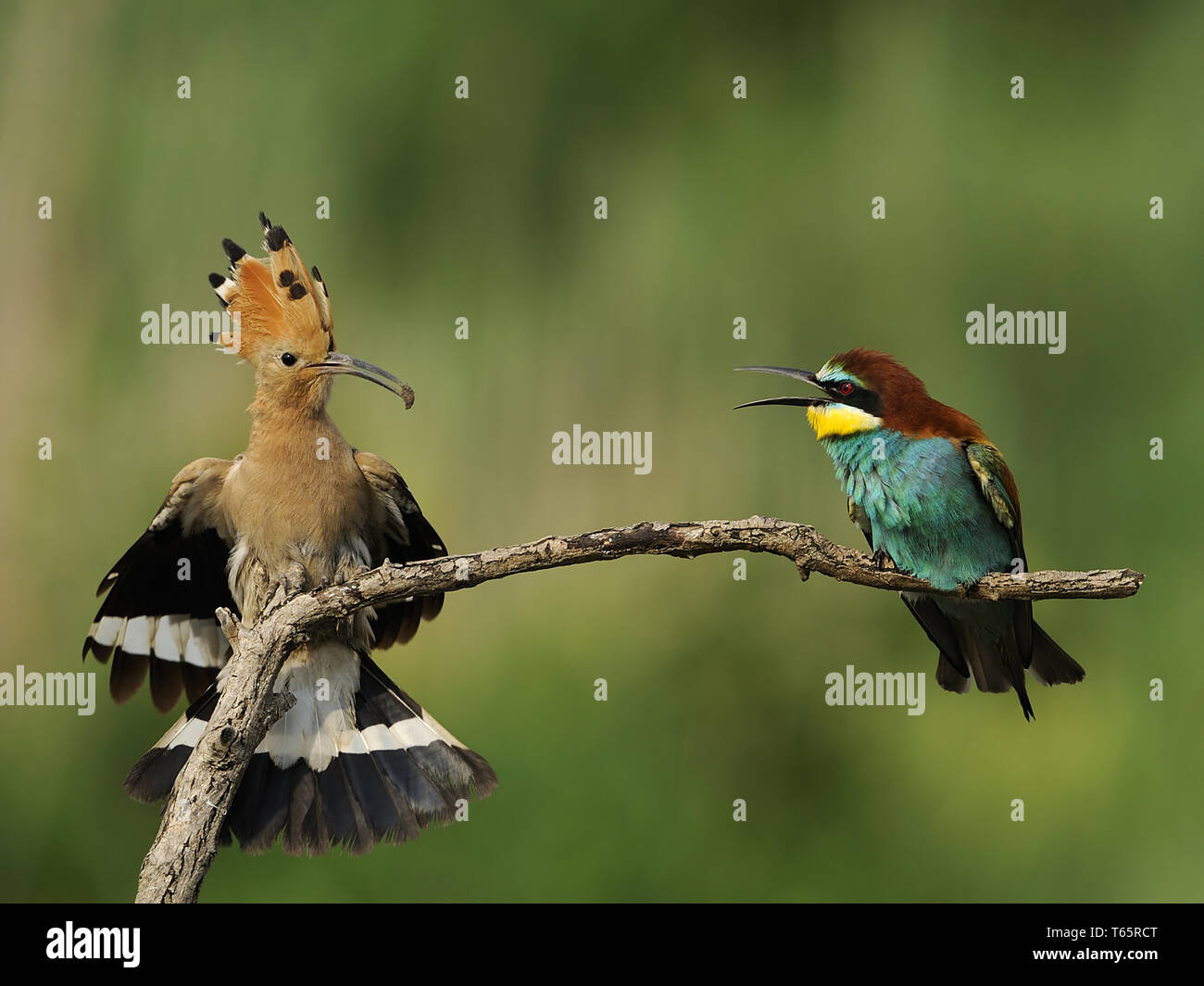 El Abejaruco Europeo, Merops apiaster Foto de stock