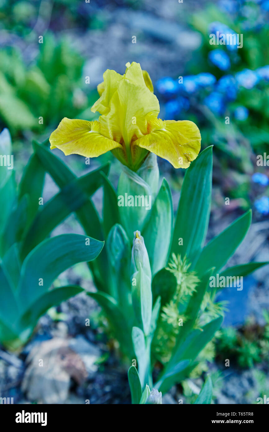 Un enano,Iris barbado en un jardín. Foto de stock