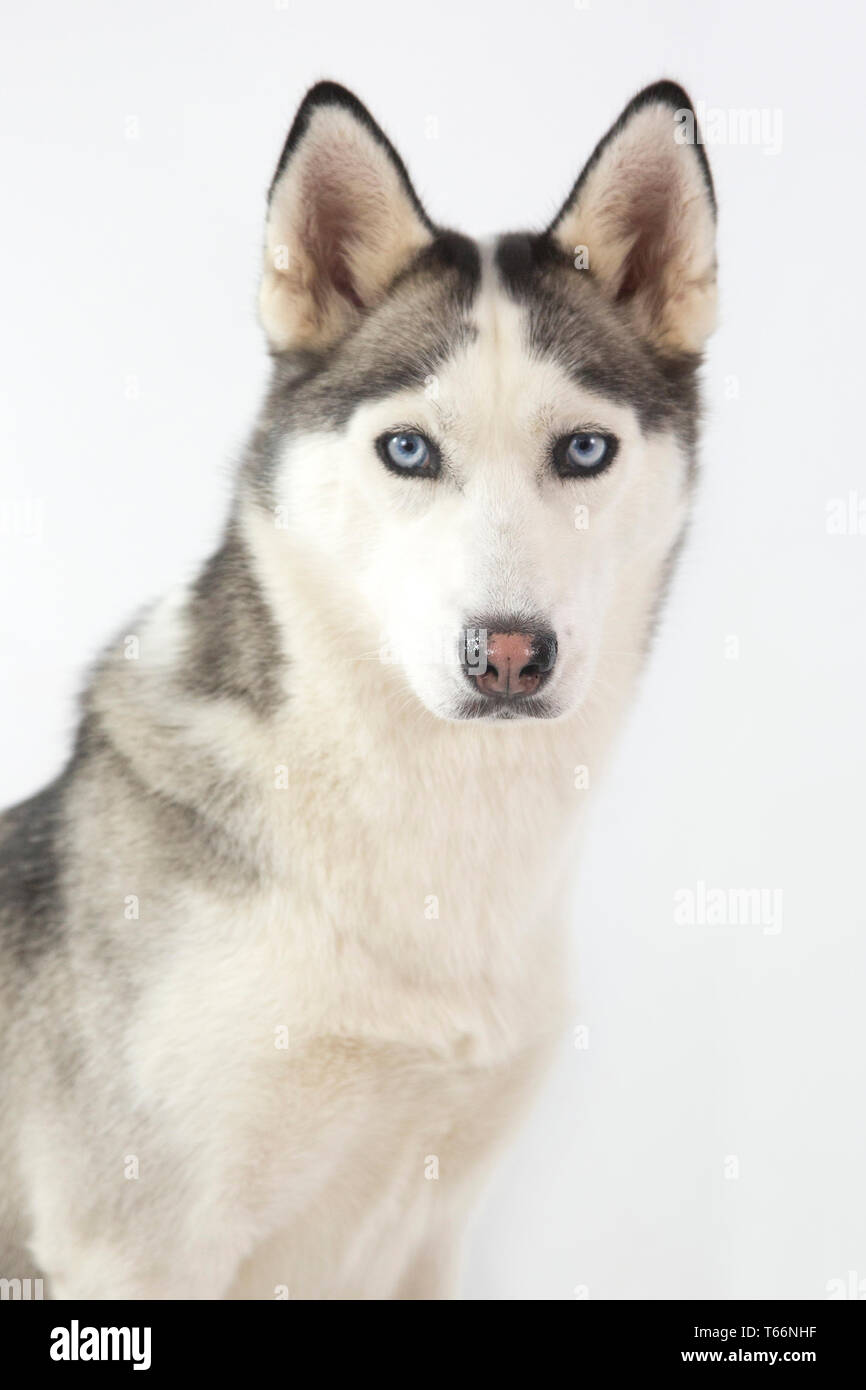 Husky perro sentado sobre un fondo blanco, Husky tiene los ojos azules y  rostro blanco, con cuerpo de color lobo Fotografía de stock - Alamy