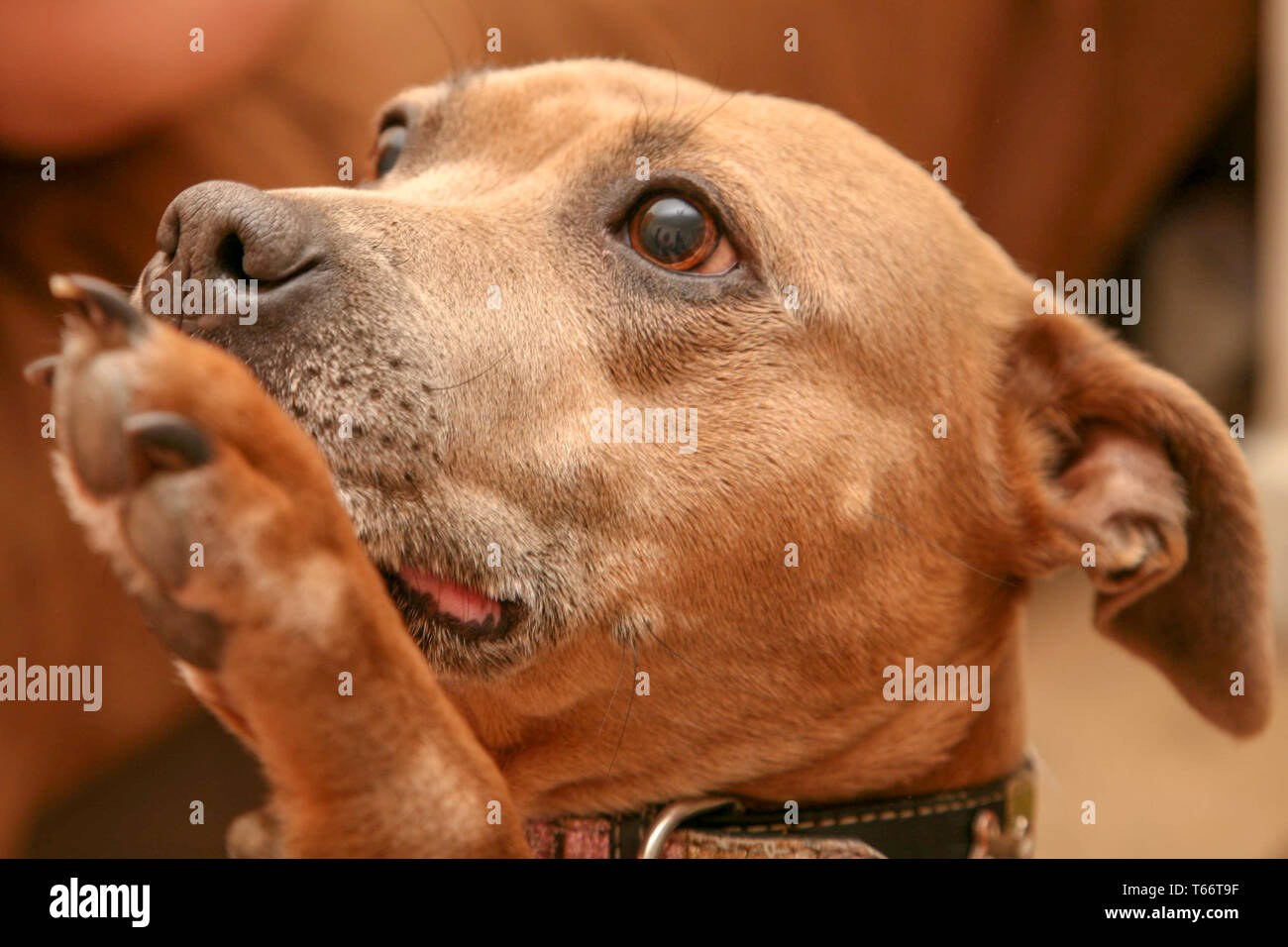 Staffordshire Bull Terrier lindo bronceado Staffie pidiendo un regalo  Fotografía de stock - Alamy