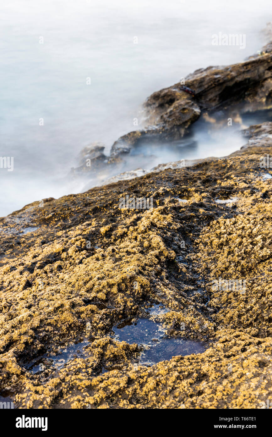 La larga exposición del mar junto con rocas cubiertas de percebe en Montana  Amarilla, Montaña Amarilla, Tenerife, Islas Canarias, España Fotografía de  stock - Alamy