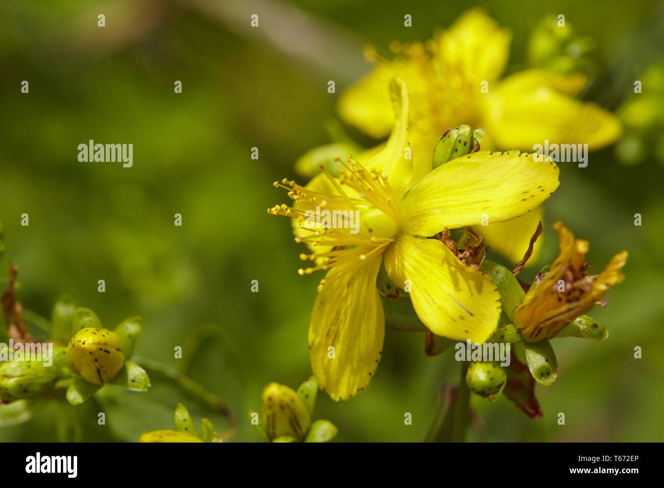 Chase-diablo, Klamath weed, Tipton la maleza, Goat Weed, St John's wort, Hypericum perforatum Foto de stock