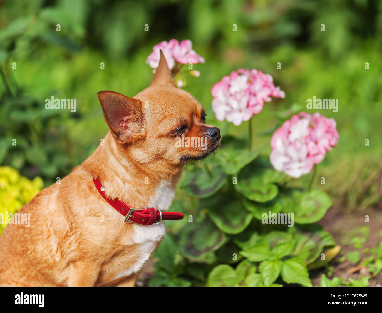 Chihuahua perro rojo en el fondo del jardín. Selective Foto de stock