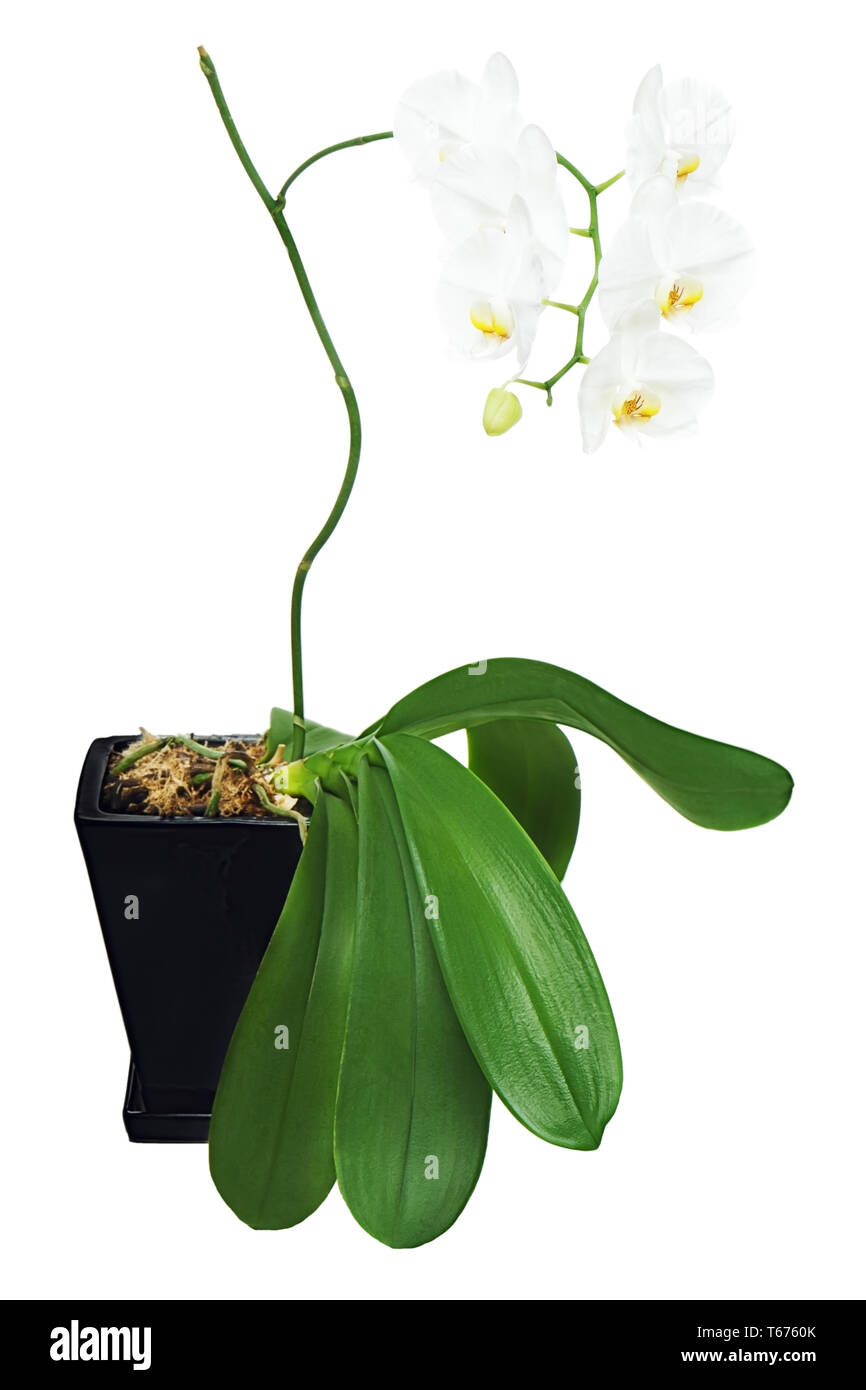 La orquidea negra Imágenes recortadas de stock - Alamy