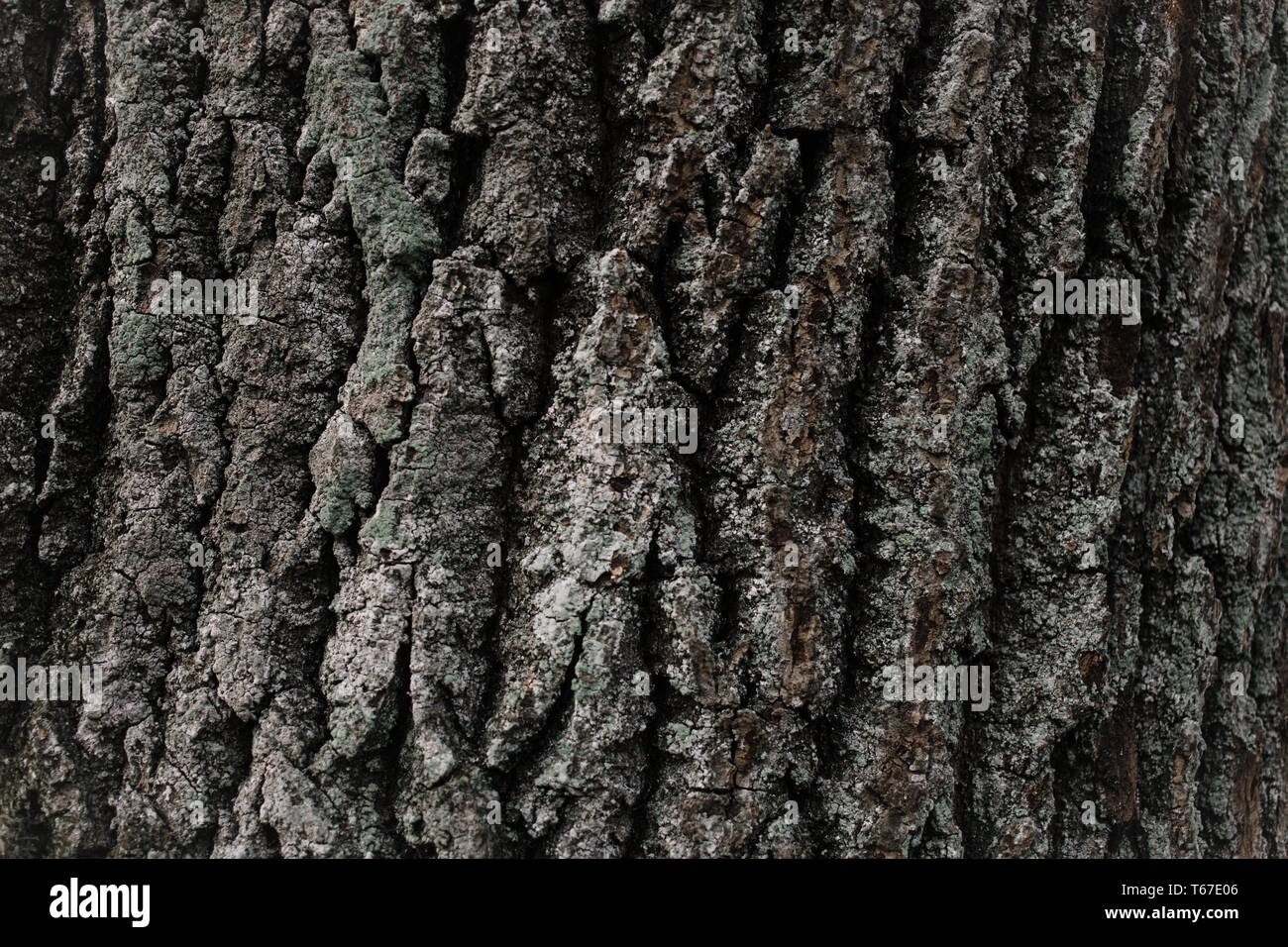 La Textura Del Tronco De árbol Imagen de archivo - Imagen de madera, cubo:  114653235