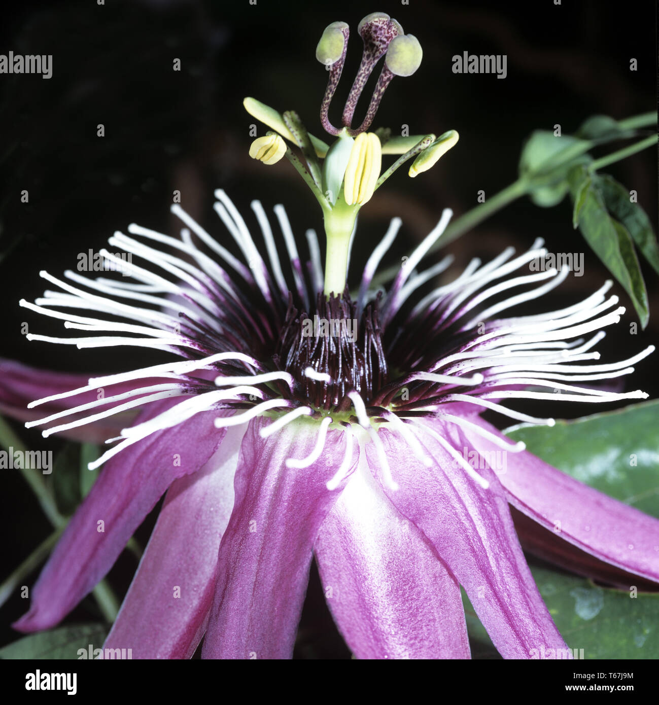 Violeta flor de la pasión (Passiflora violacea) Foto de stock
