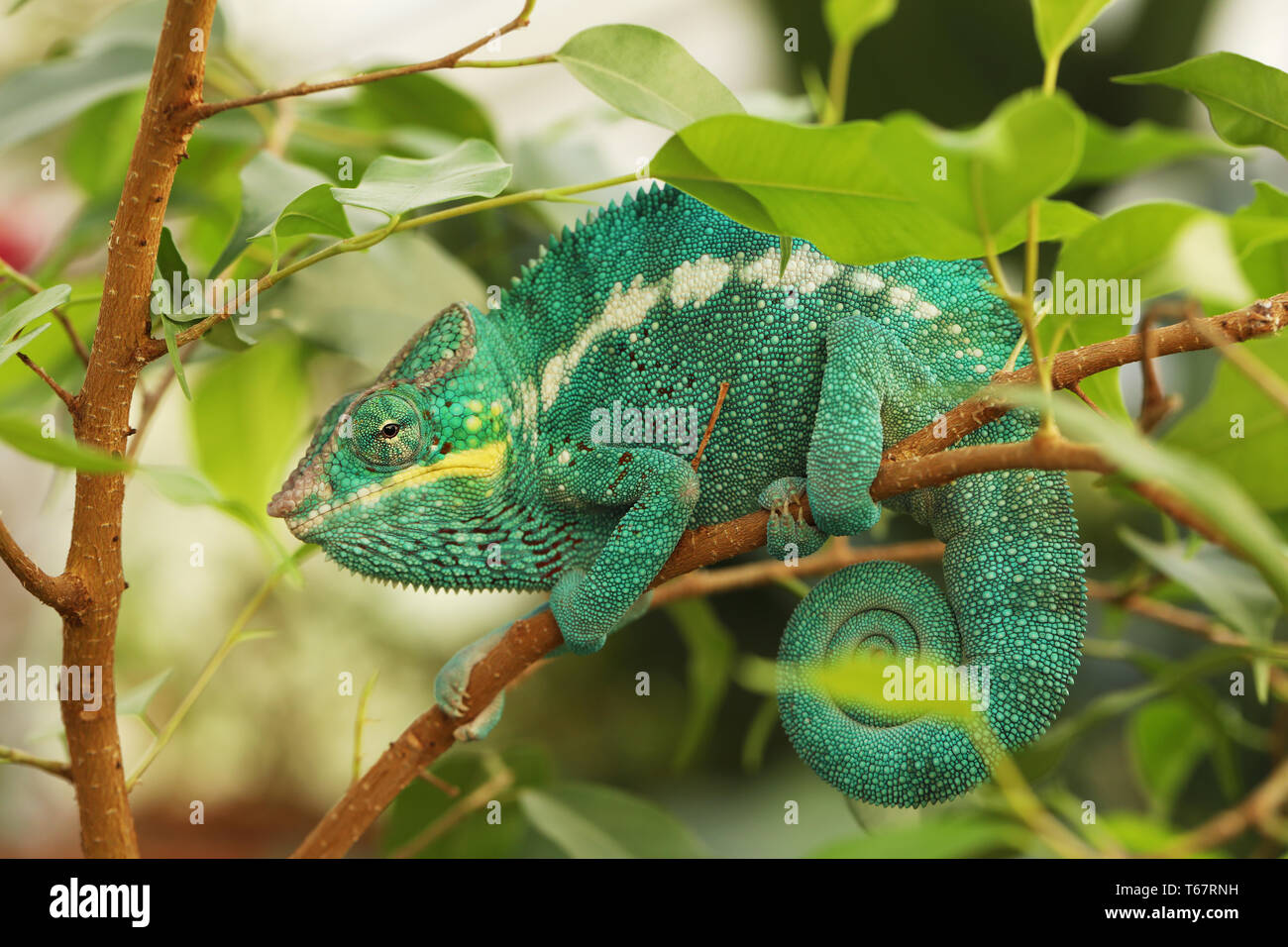 El camaleón pantera, Furcifer pardalis - se encuentra en las partes  oriental y septentrional de Madagascar Fotografía de stock - Alamy