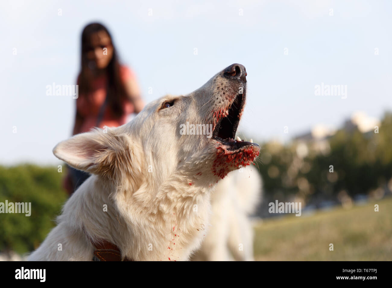 Furiosos ladridos agresivos mordeduras de perro pastor suizo protege la formación Foto de stock