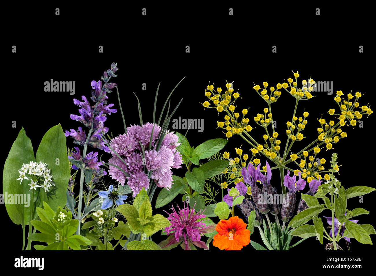 Plantas medicinales y hierbas silvestres comestibles en los Alpes europeos Foto de stock