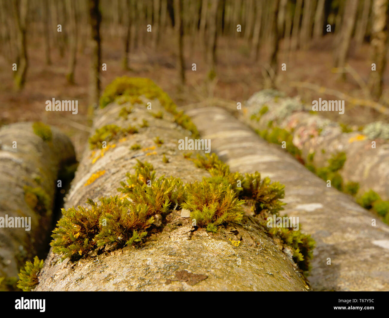 Moss en un tronco de árbol recostada sobre un montón en un bosque de Ardennes, selectiva fcous en primer plano Foto de stock