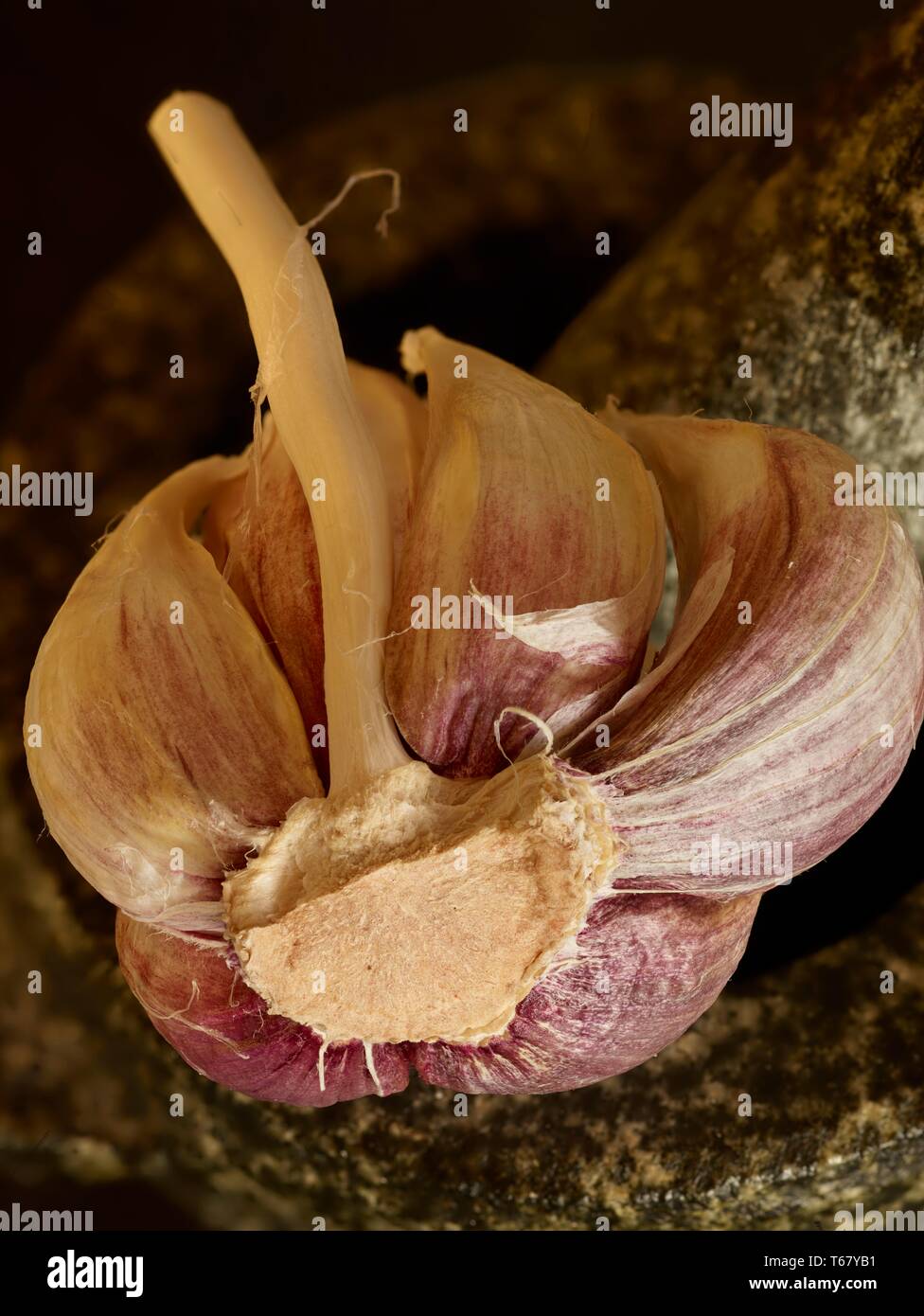 Diente de ajo sentado en mortero con la mano de mortero cerca de alimentos fotografía Foto de stock
