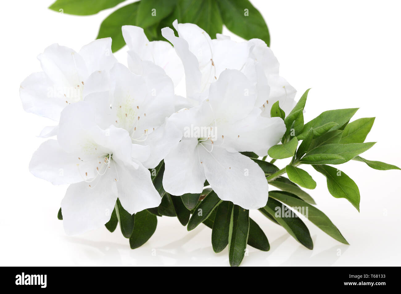 foto de una flor de azalea blanca en flor Fotografía de stock - Alamy