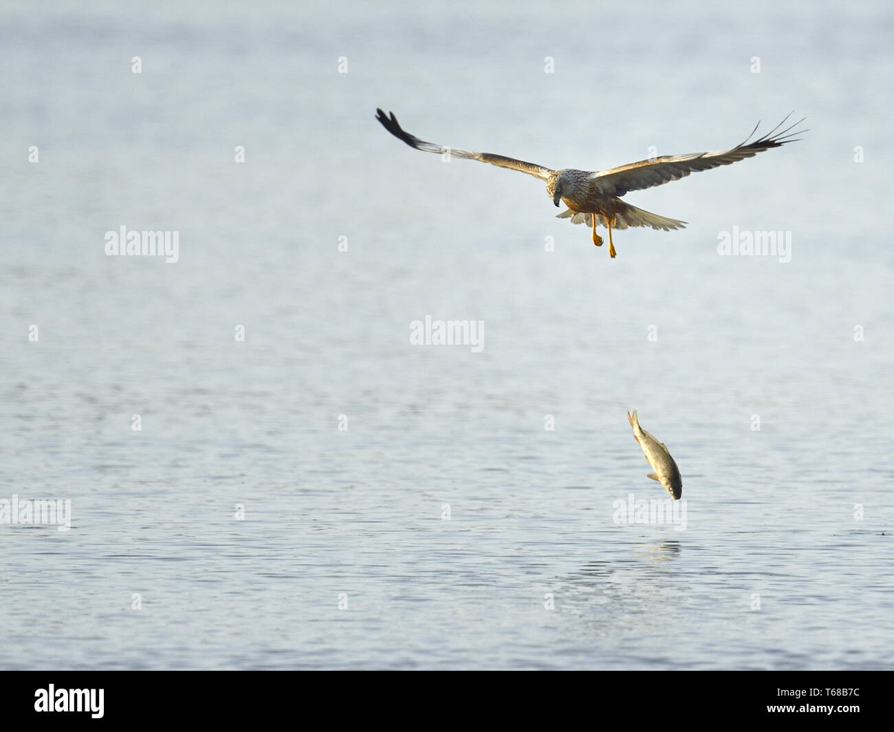 Eurasia [aguilucho lagunero Circus aeruginosus] Foto de stock