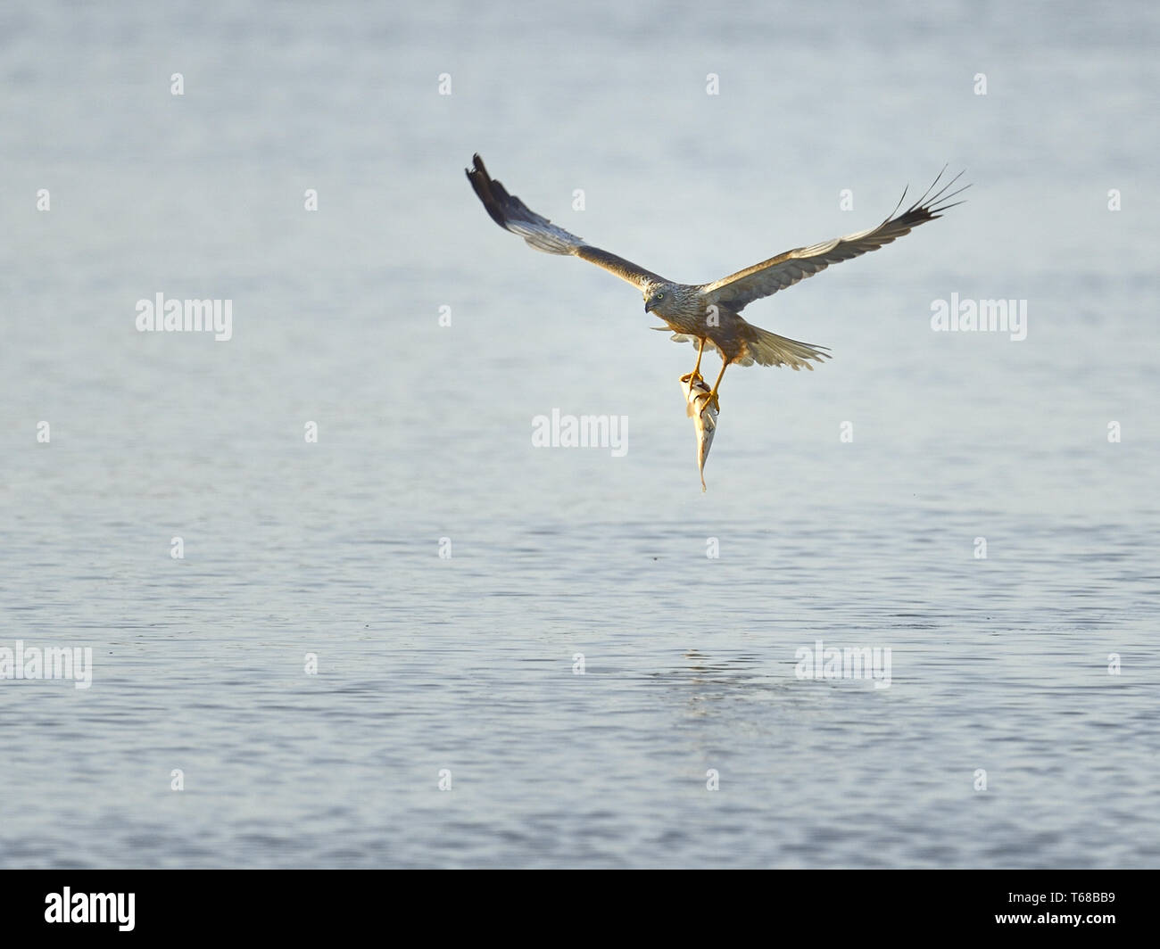 Eurasia [aguilucho lagunero Circus aeruginosus] Foto de stock