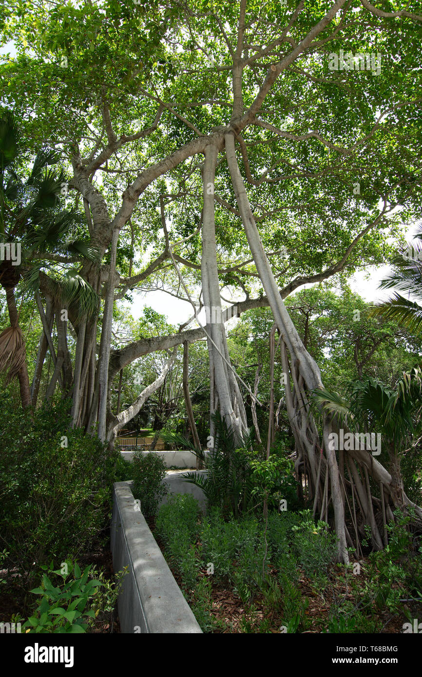 Gran Árbol con raíces colgantes en el Vizcaya Museum and Gardens, Miami,  Florida, EE.UU Fotografía de stock - Alamy