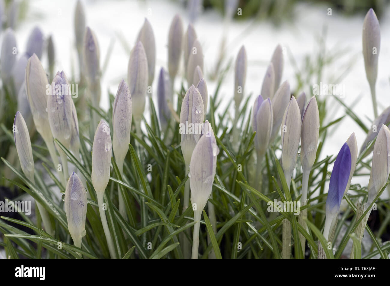 A principios de la primavera de Crocus Foto de stock