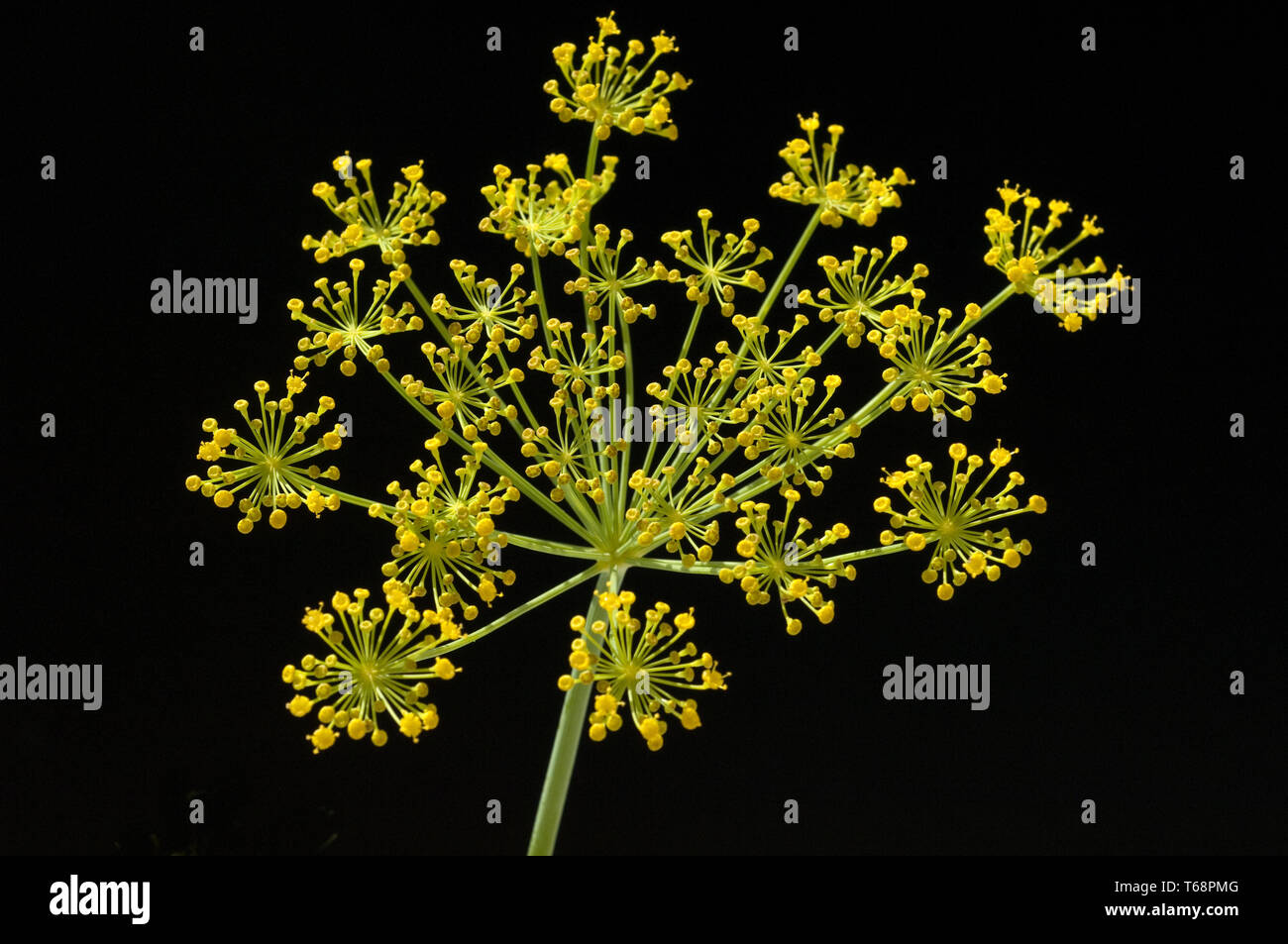 Eneldo (Anethum graveolens, hierba anual Foto de stock