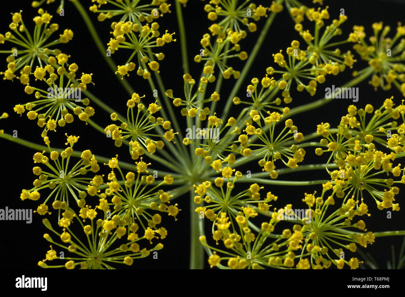 Eneldo (Anethum graveolens, hierba anual Foto de stock